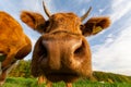 Closeup low-angle shot of a herd of cows sniffing the camera in the green field under the blue sky