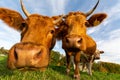 Closeup low-angle shot of a herd of cows sniffing the camera in the green field under the blue sky