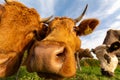 Closeup low-angle shot of a herd of cows sniffing the camera in the green field under the blue sky