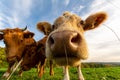 Closeup low-angle shot of a herd of cows sniffing the camera in the green field under the blue sky