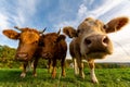 Closeup low-angle shot of a herd of cows sniffing the camera in the green field under the blue sky