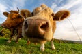 Closeup low-angle shot of a herd of cows sniffing the camera in the green field under the blue sky