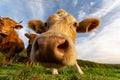 Closeup low-angle shot of a herd of cows sniffing the camera in the green field under the blue sky