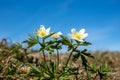 Closeup of a group of wood anemone flowers in sunshine