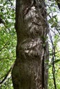 Closeup of lumpy tree bark along Waterâs Edge Trail Royalty Free Stock Photo