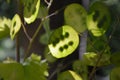 Closeup of a Lunaria Annua leaves under the sunlight Royalty Free Stock Photo