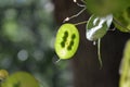 Closeup of a Lunaria Annua leaves under the sunlight Royalty Free Stock Photo