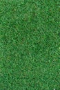 Closeup of luscious green grass background