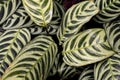 Closeup of a lush green Ctenanthe burle-marxiiplant