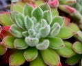 Closeup of lush green Echeveria, Mexican Firecracker, growing together in close proximity Royalty Free Stock Photo