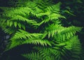 Closeup of lush green fern shrubs