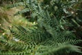 Closeup of lush green fern shrubs