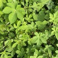 Lush green Japanese hop grasses growing in the wild land