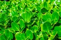 Closeup of lush green leaves of  plants. Royalty Free Stock Photo