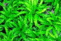 Closeup of lush green leaves of  plants. Royalty Free Stock Photo