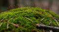 Closeup of Lush Green Moss with Brown Pine Needles Royalty Free Stock Photo
