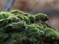 Closeup of Lush Green Moss on a Dead Tree Stump in Winter