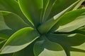 Closeup of a lush green succulent plant in a garden on a sunny day. Gardening for beginners with indoor and outdoor aloe