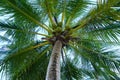 Closeup of a lush palm