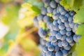 Closeup Lush, Ripe Wine Grapes on the Vine Ready for Harvest Royalty Free Stock Photo