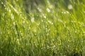 Closeup of lush uncut green grass with drops of dew in soft morning light Royalty Free Stock Photo