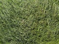 closeup lush yard lawn turf grass overhead mowed backyard garden picnic playing sports field soccer grounds
