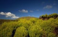 Closeup of lush yellow-green bushes and moss. Background of blue sky with clouds, green hills and fields
