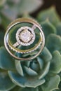 Closeup of a luxury wedding ring on an Echeveria plant Royalty Free Stock Photo