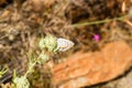 Closeup of Lycaenidae butterfy collecting nectar from plant