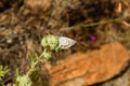 Closeup of Lycaenidae butterfy collecting nectar from plant