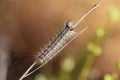 Lymantria dispar, the gypsy moth caterpillar