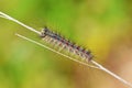 Lymantria dispar, the gypsy moth caterpillar