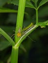 Closeup of a lynx spider perched on a plant against the green background Royalty Free Stock Photo