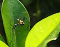 Lynx Spider, Yellow body and black legs ambush small insects as food on the leaf Royalty Free Stock Photo