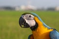 Closeup macaw a beatiful bird