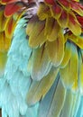 Closeup of Macaw Feathers (background) Royalty Free Stock Photo