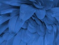 Closeup macaw feathers for background Royalty Free Stock Photo