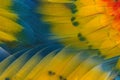 Closeup macaw feathers for background