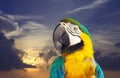 Macaw papagay gainst dawn sky Royalty Free Stock Photo