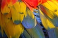 Closeup of macaw parrot feather Royalty Free Stock Photo
