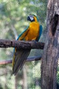 Closeup of Macawcute cute bird and colorful of wildlife ,Blue and yellow macaw on tree, Animal conservation and protecting