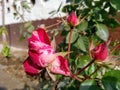 Hybrid red rose with white patches.