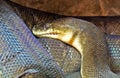 Macklot`s Python or freckled Python in The Cave Royalty Free Stock Photo