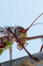 Closeup macro of armored cricket insect in Angola