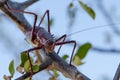 Closeup macro of armored cricket insect in Angola Royalty Free Stock Photo