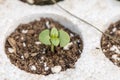 Closeup macro of basil young plants seedlings in Styrofoam Royalty Free Stock Photo