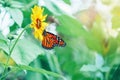 Closeup macro of beautiful amazing red orange monarch butterfly sitting on yellow cute blooming flower in garden Royalty Free Stock Photo