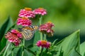 Closeup macro of a beautiful colorful monarch butterfly feeding on bouquets of bright pink zinnia flower blooms. Royalty Free Stock Photo