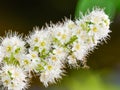 Closeup macro of a beautiful white wildflower with great detail - taken in the BWCA Boundary Waters Canoe Area Royalty Free Stock Photo