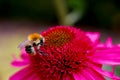 Closeup, Macro Of A Bee On A Pink Coneflower